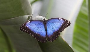 Preview wallpaper morpho peleides, butterfly, macro, blue