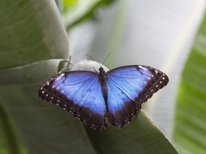 Preview wallpaper morpho peleides, butterfly, macro, blue