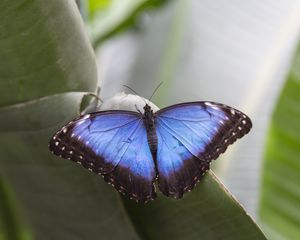 Preview wallpaper morpho peleides, butterfly, macro, blue