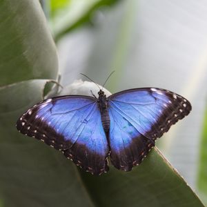 Preview wallpaper morpho peleides, butterfly, macro, blue