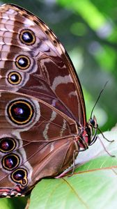 Preview wallpaper morpho peleides, butterfly, patterns, wings
