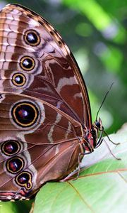 Preview wallpaper morpho peleides, butterfly, patterns, wings