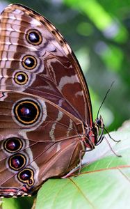 Preview wallpaper morpho peleides, butterfly, patterns, wings