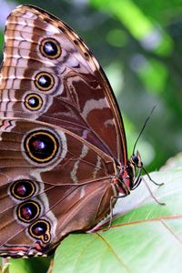 Preview wallpaper morpho peleides, butterfly, patterns, wings