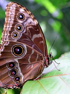 Preview wallpaper morpho peleides, butterfly, patterns, wings