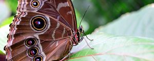 Preview wallpaper morpho peleides, butterfly, patterns, wings