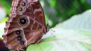 Preview wallpaper morpho peleides, butterfly, patterns, wings