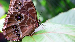 Preview wallpaper morpho peleides, butterfly, patterns, wings