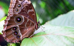 Preview wallpaper morpho peleides, butterfly, patterns, wings