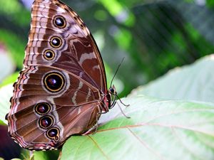 Preview wallpaper morpho peleides, butterfly, patterns, wings