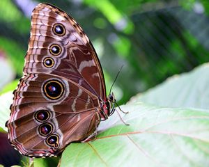 Preview wallpaper morpho peleides, butterfly, patterns, wings