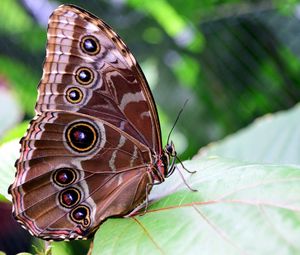 Preview wallpaper morpho peleides, butterfly, patterns, wings