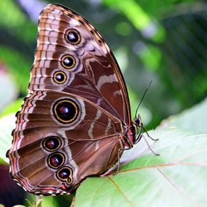 Preview wallpaper morpho peleides, butterfly, patterns, wings