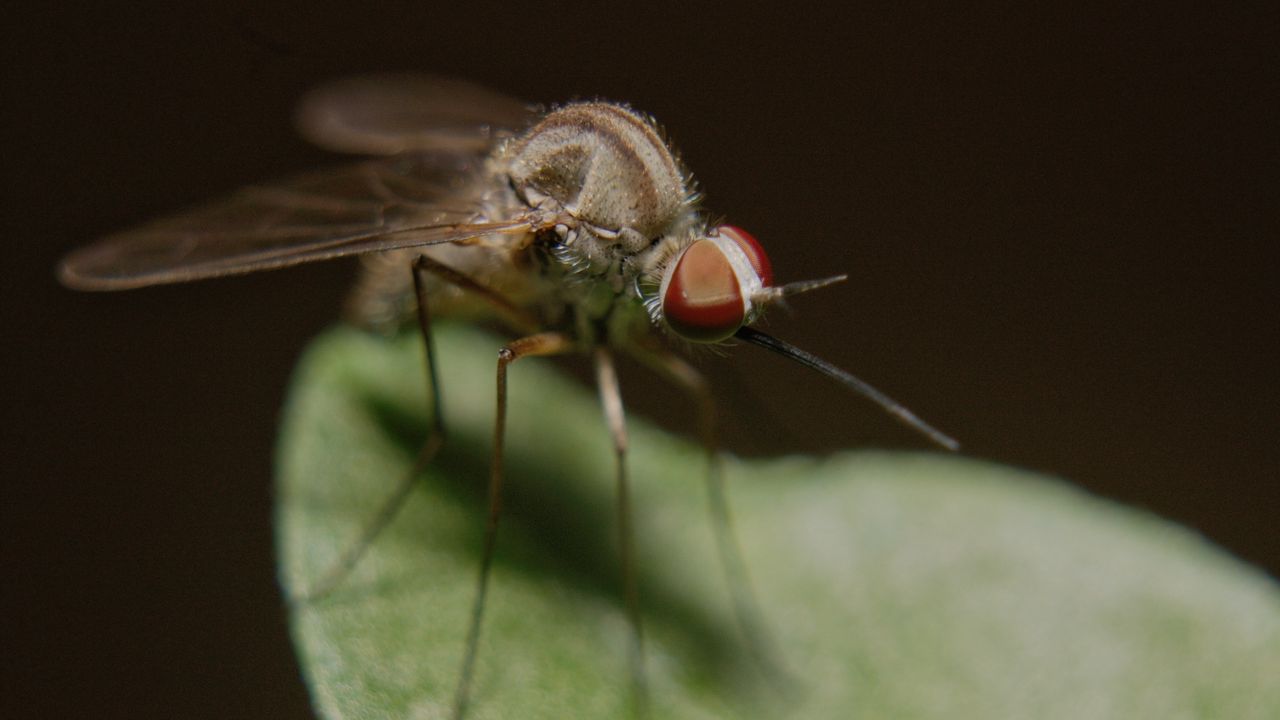 Wallpaper mosquito, insect, legs, close-up