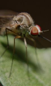 Preview wallpaper mosquito, insect, legs, close-up