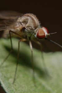 Preview wallpaper mosquito, insect, legs, close-up