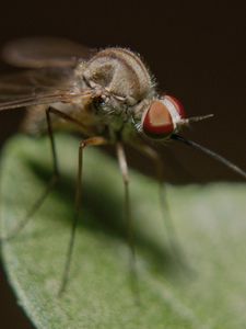 Preview wallpaper mosquito, insect, legs, close-up