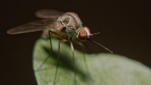 Preview wallpaper mosquito, insect, legs, close-up