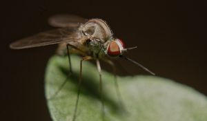 Preview wallpaper mosquito, insect, legs, close-up