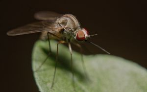 Preview wallpaper mosquito, insect, legs, close-up