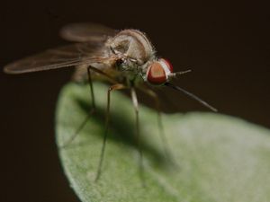 Preview wallpaper mosquito, insect, legs, close-up