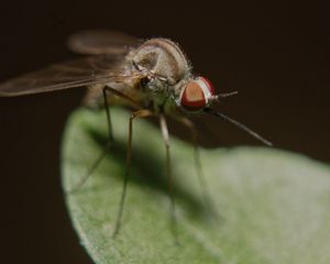 Preview wallpaper mosquito, insect, legs, close-up