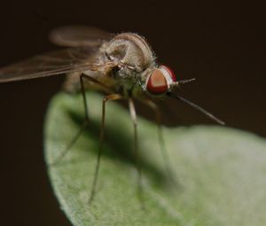 Preview wallpaper mosquito, insect, legs, close-up