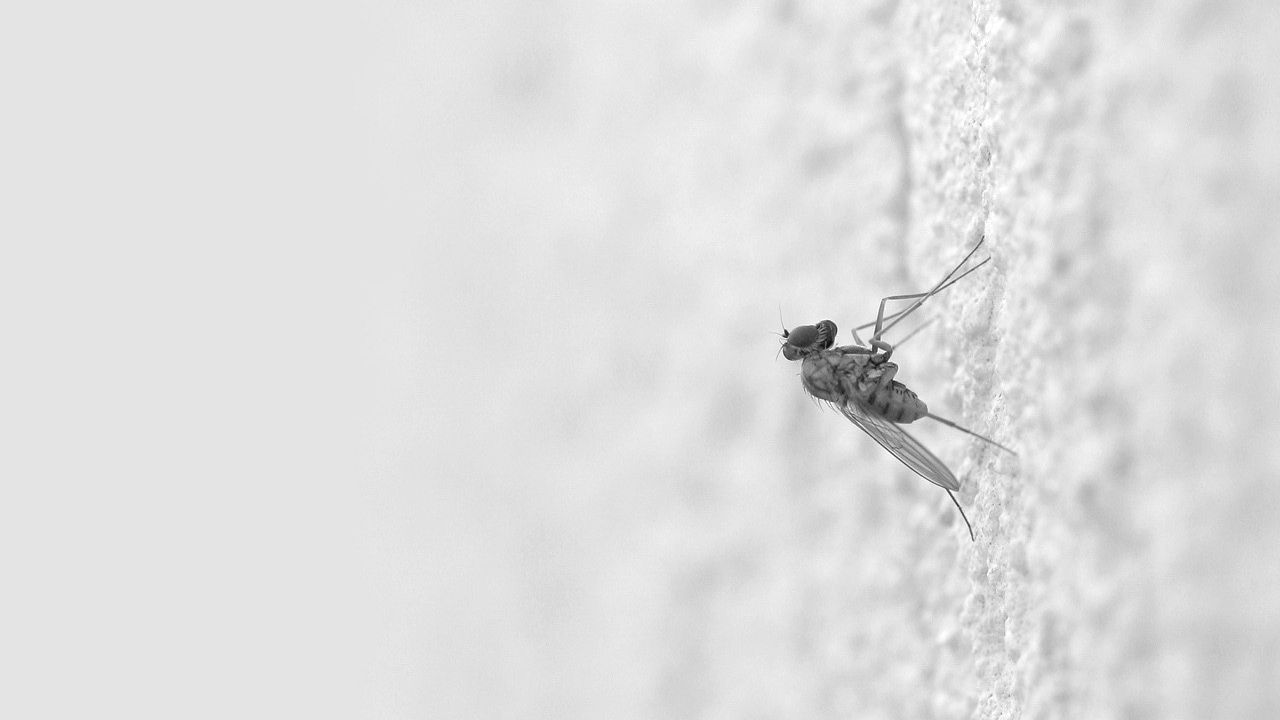 Wallpaper mosquito, insect, surface, creep, light