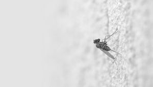 Preview wallpaper mosquito, insect, surface, creep, light