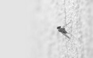 Preview wallpaper mosquito, insect, surface, creep, light