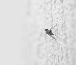 Preview wallpaper mosquito, insect, surface, creep, light