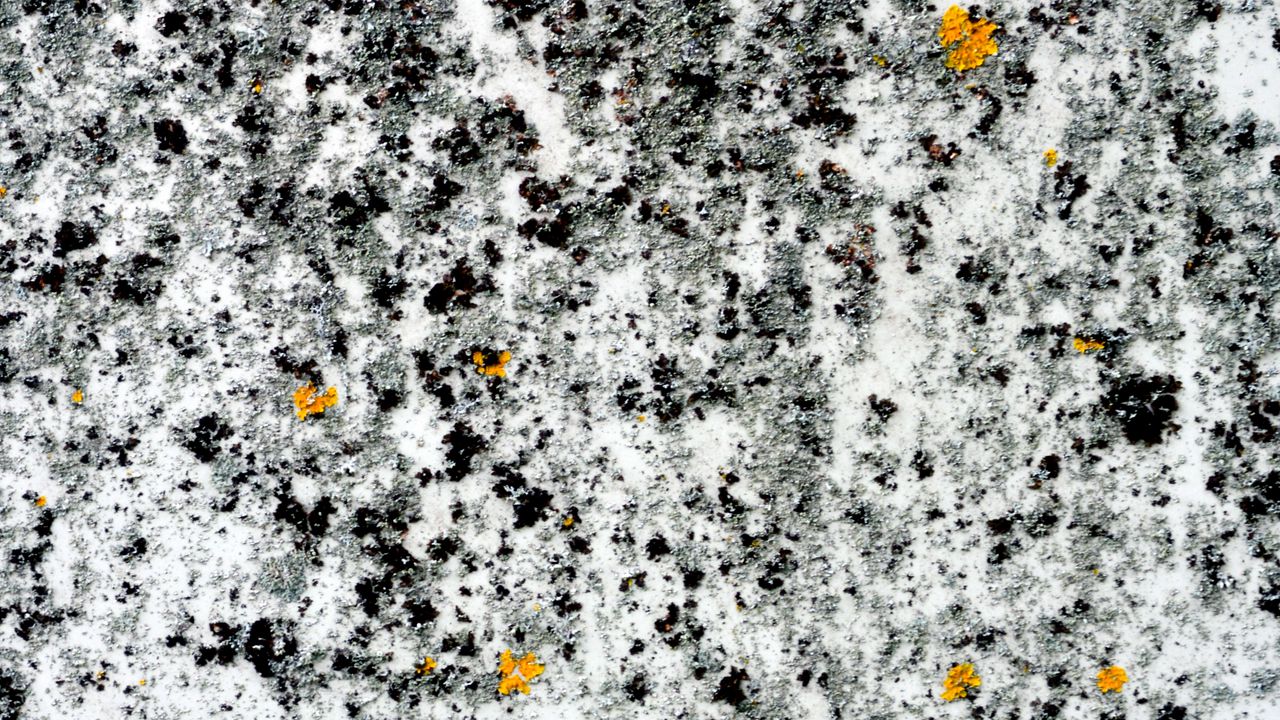 Wallpaper moss, algae, white, macro, texture