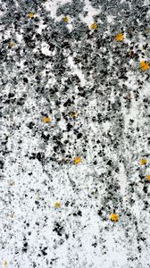 Preview wallpaper moss, algae, white, macro, texture