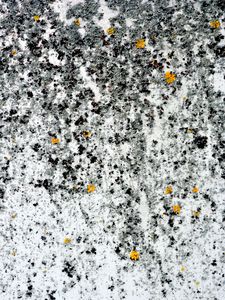 Preview wallpaper moss, algae, white, macro, texture