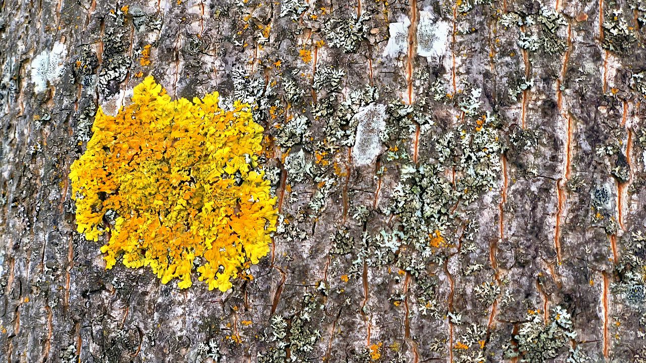 Wallpaper moss, bark, macro, relief