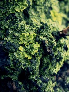 Preview wallpaper moss, bark, surface, glare