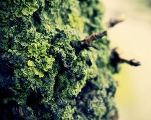 Preview wallpaper moss, bark, surface, glare