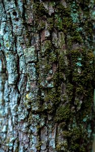 Preview wallpaper moss, bark, tree, trunk