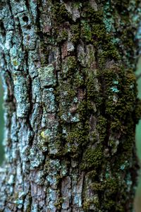 Preview wallpaper moss, bark, tree, trunk