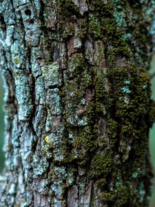 Preview wallpaper moss, bark, tree, trunk