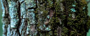 Preview wallpaper moss, bark, tree, trunk