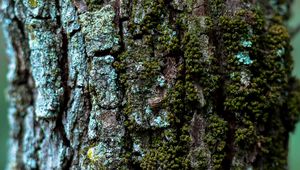 Preview wallpaper moss, bark, tree, trunk