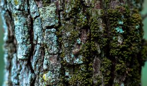 Preview wallpaper moss, bark, tree, trunk