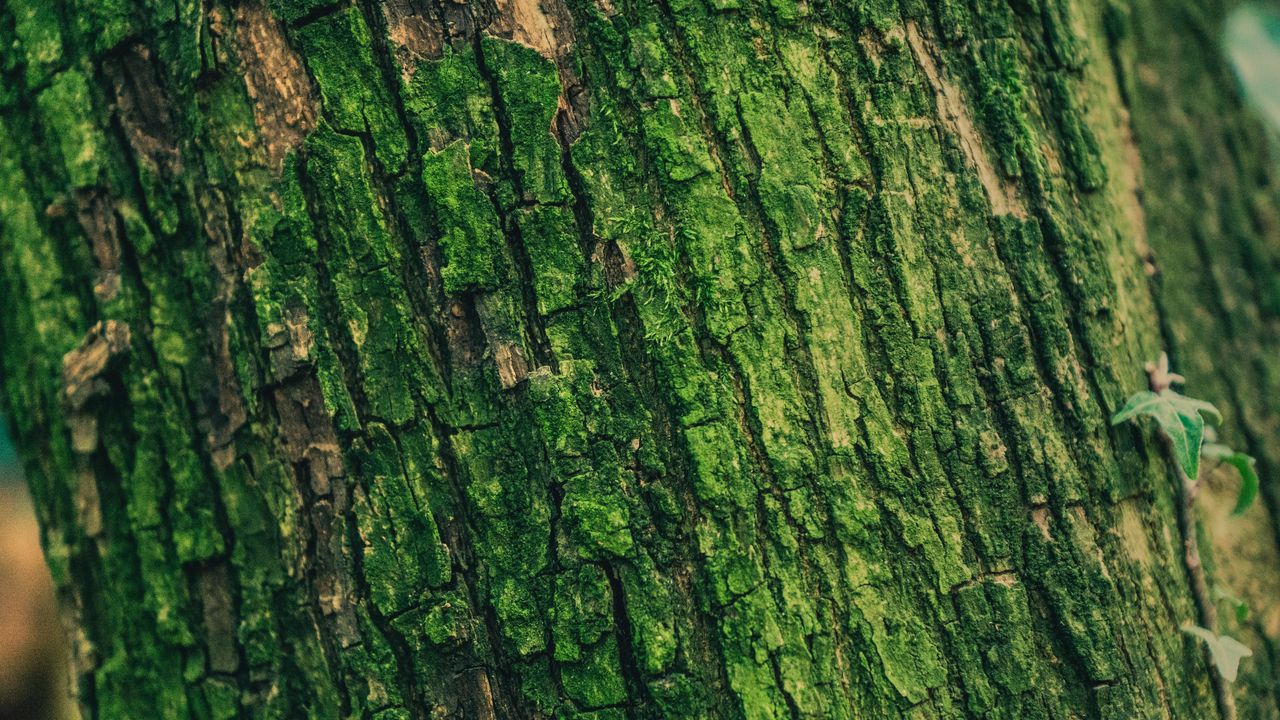 Wallpaper moss, bark, tree, surface, relief, green