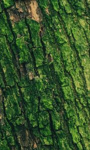 Preview wallpaper moss, bark, tree, surface, relief, green