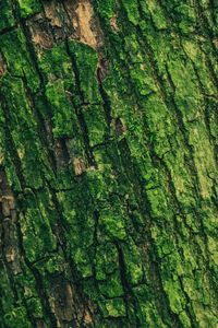 Preview wallpaper moss, bark, tree, surface, relief, green