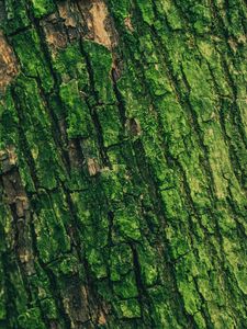 Preview wallpaper moss, bark, tree, surface, relief, green