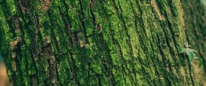 Preview wallpaper moss, bark, tree, surface, relief, green