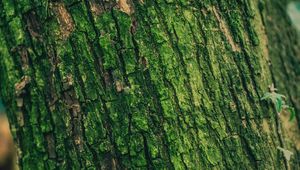 Preview wallpaper moss, bark, tree, surface, relief, green