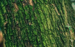 Preview wallpaper moss, bark, tree, surface, relief, green